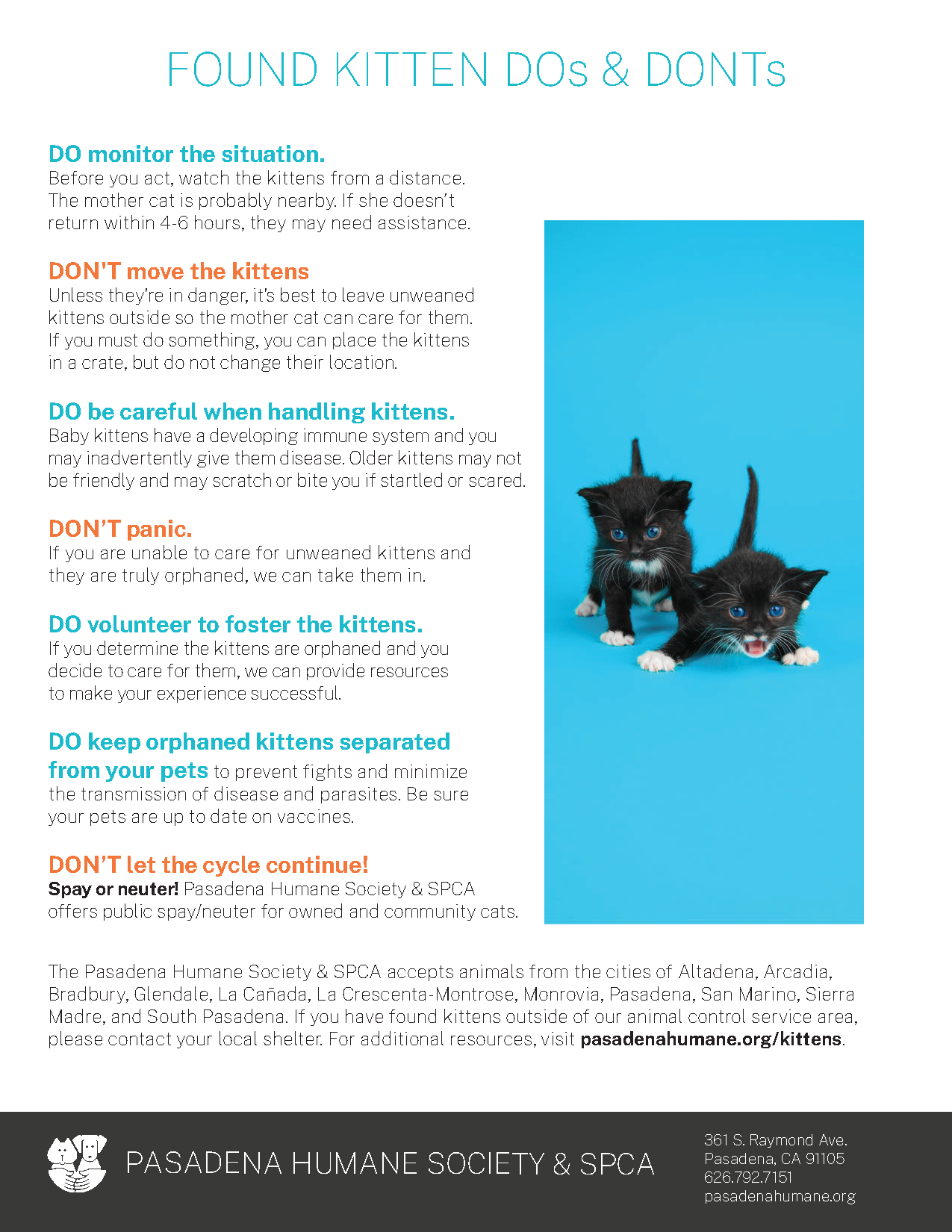 Found Kitten Dos and Don'ts