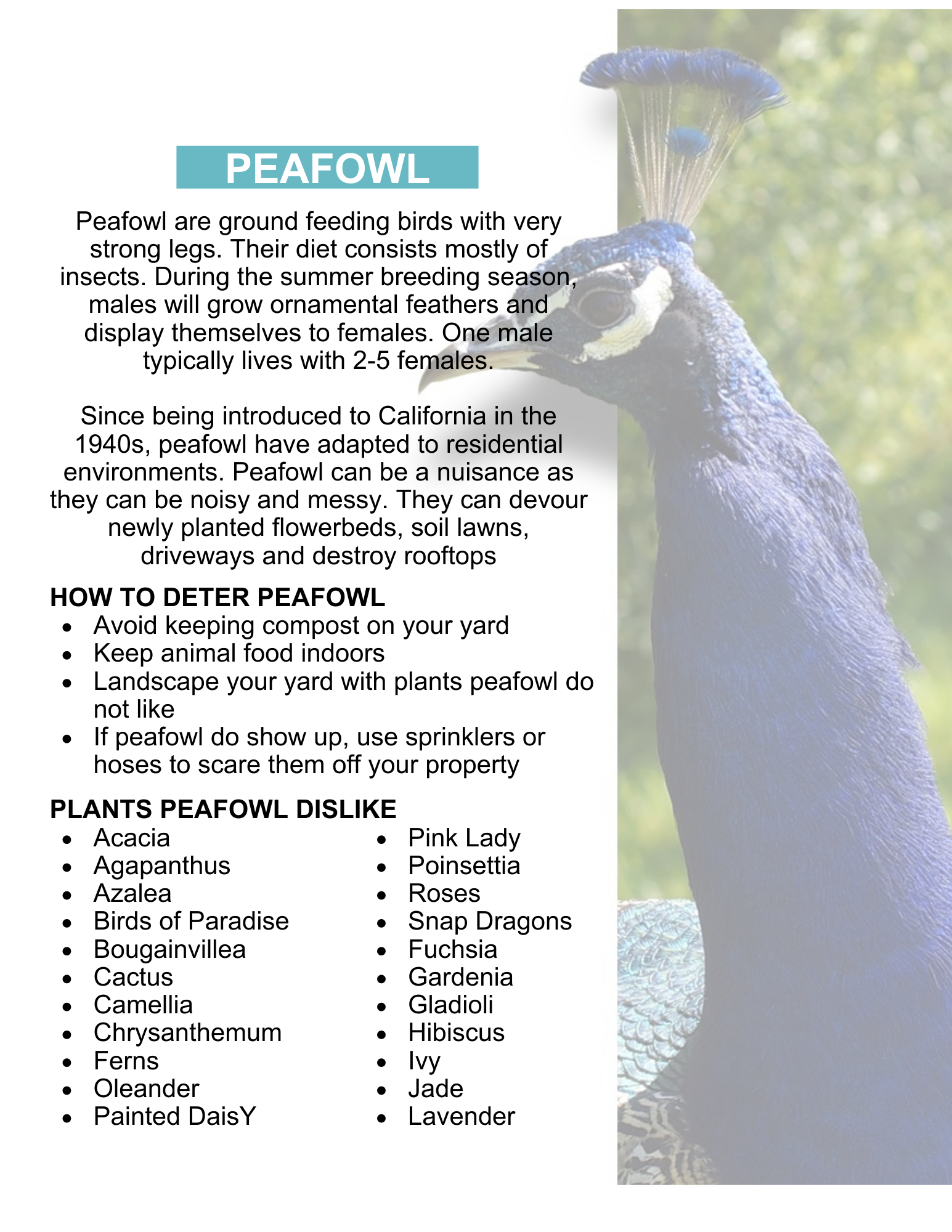 how to deter peafowl
